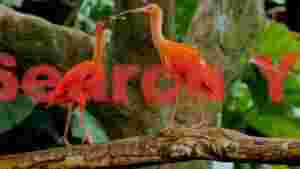 At Home scarlet ibis bonding moment