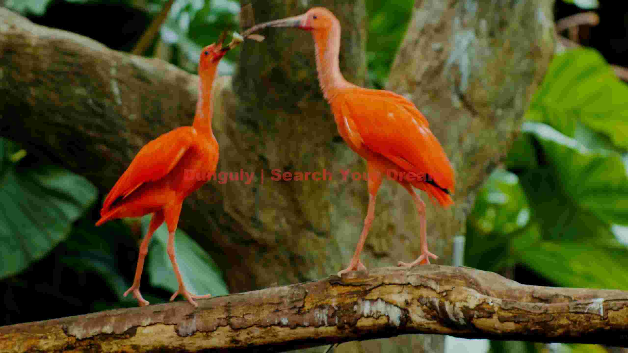 scarlet ibis bonding moment scarlet ibis bonding moment