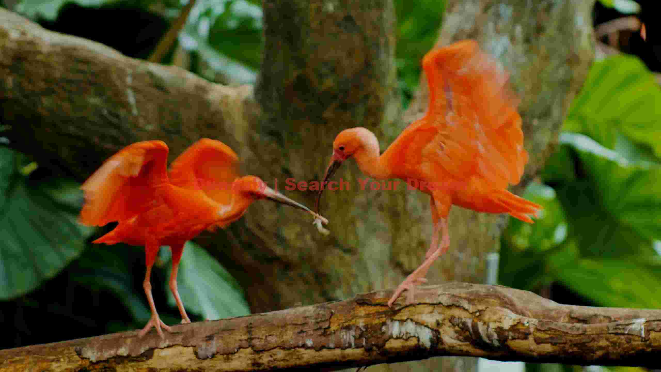 scarlet ibis tender feeding moment scarlet ibis tender feeding moment