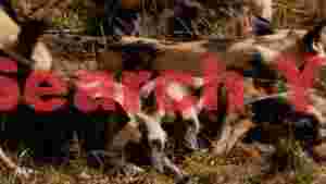 serene african wild dogs resting in the sun