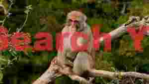 serene japanese macaque on a forest branch