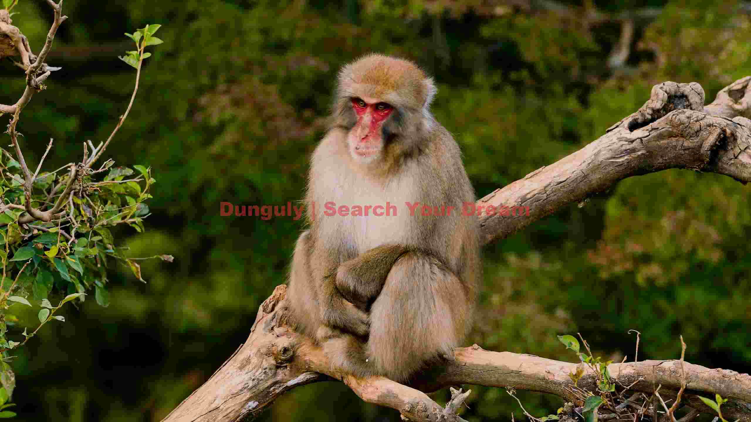 serene japanese macaque on a forest branch serene japanese macaque on a forest branch