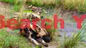 serene slumber african painted dogs resting