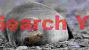 serene slumber antarctic fur seal pup