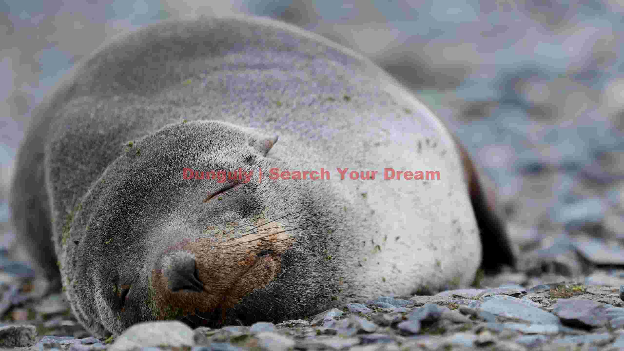 serene slumber antarctic fur seal pup serene slumber antarctic fur seal pup