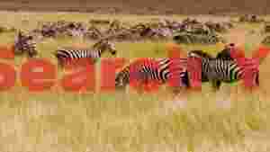 serene zebra herd grazing in golden savanna