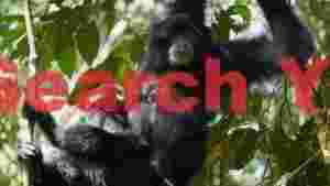 siamang mother and baby in jungle canopy 1