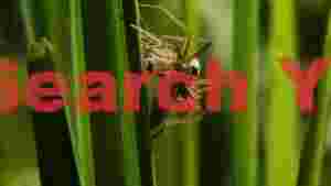 At Home spiders feast on green reeds