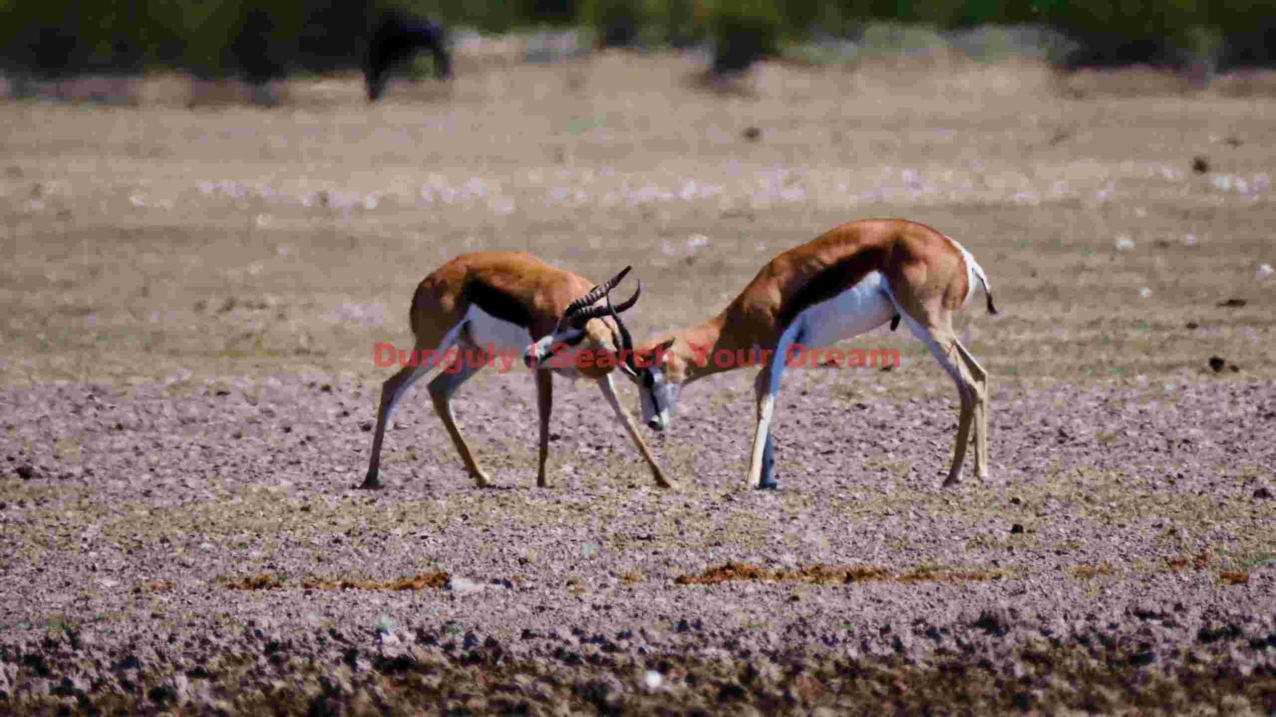 springbok showdown horns locked in the wild springbok showdown horns locked in the wild