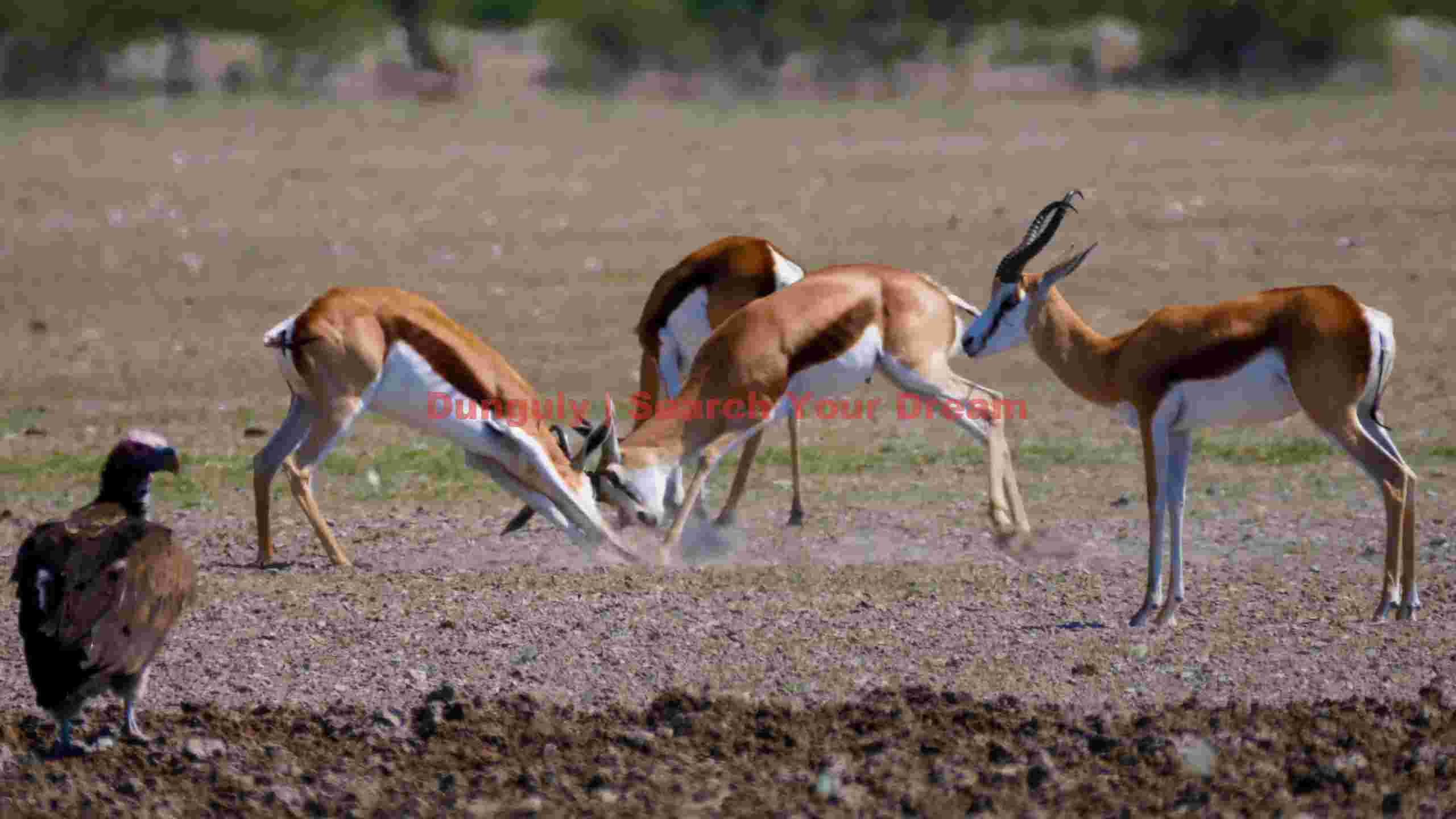 springbok sparring under vultures gaze springbok sparring under vultures gaze