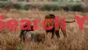 standoff in the savanna two majestic male lions