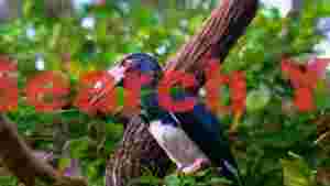 striking hornbill in lush green canopy