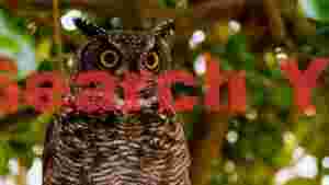 At Home striking owl portrait with golden eyes