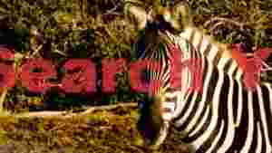 striking zebra portrait in golden light
