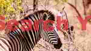 At Home striking zebra portrait in savanna