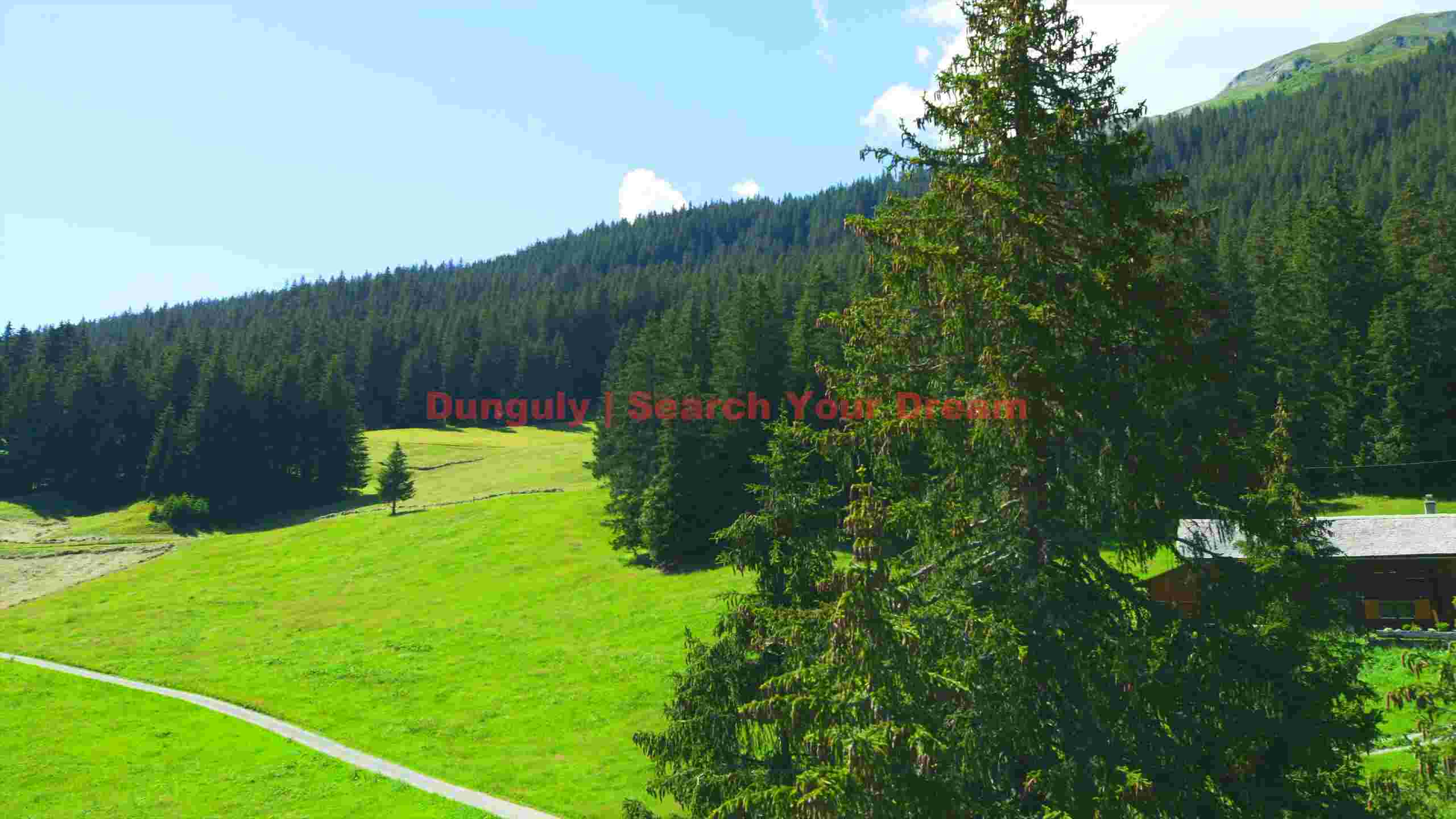 sun drenched alpine forest and meadow sun drenched alpine forest and meadow