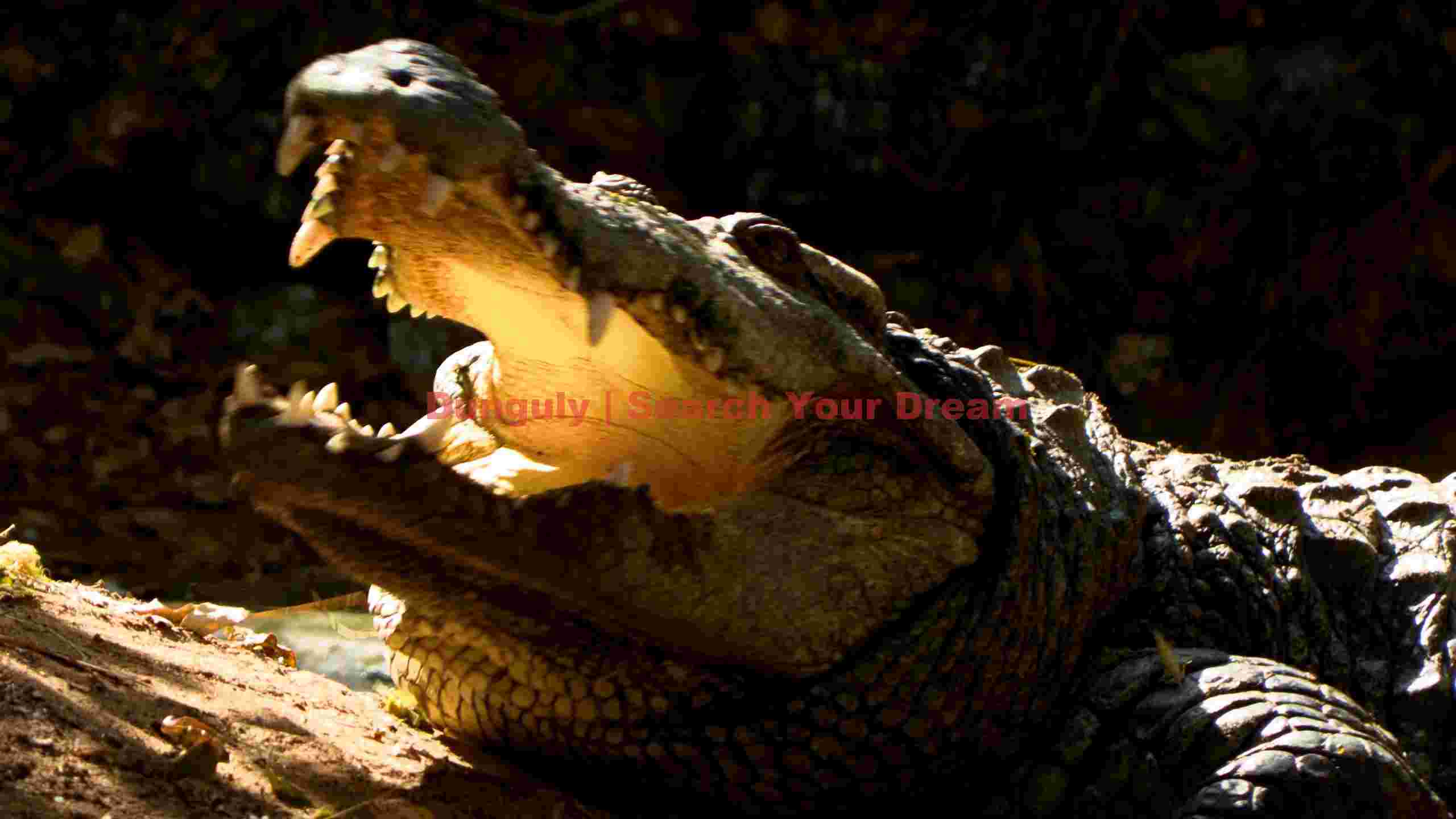 sunlit crocodiles imposing gape sunlit crocodiles imposing gape