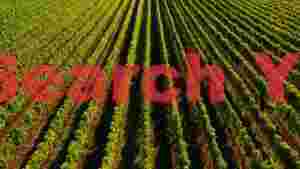 sunlit vineyard rows aerial view
