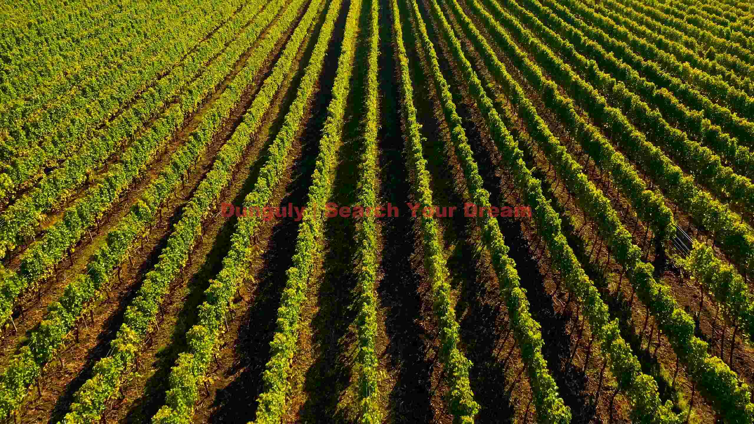 sunlit vineyard rows aerial view sunlit vineyard rows aerial view
