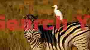 symbiotic savanna zebra and egret in golden light
