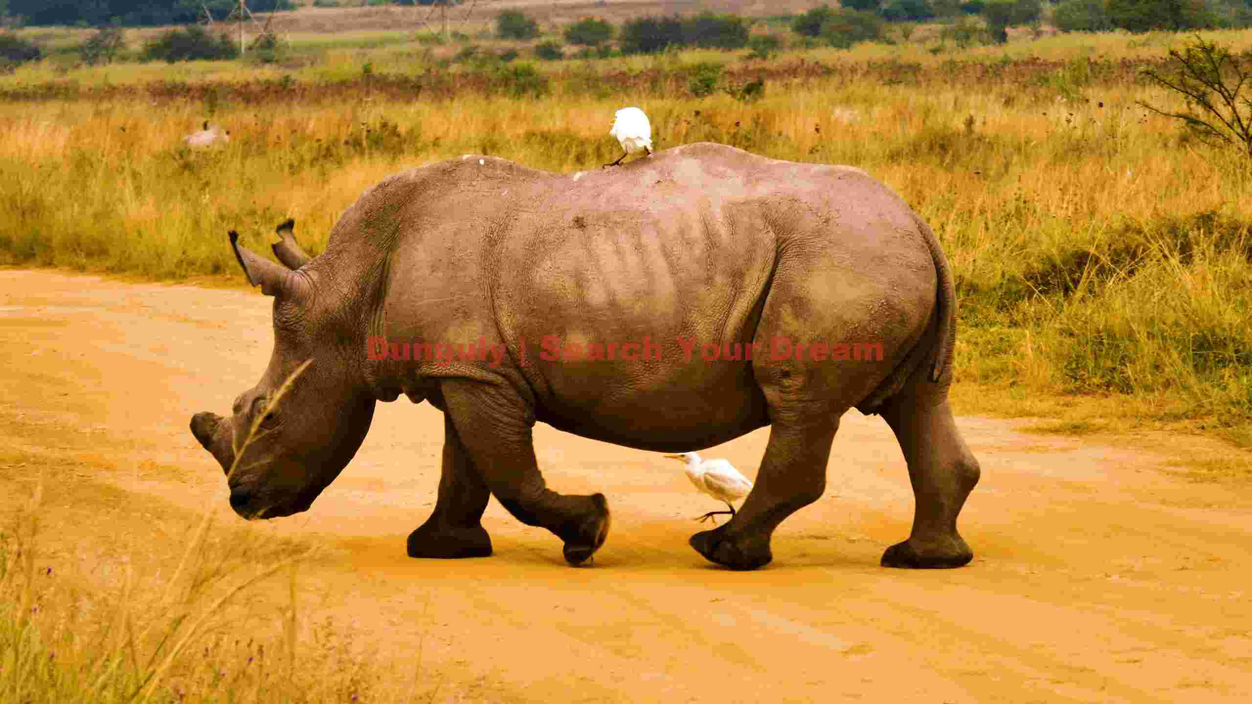 symbiotic stroll rhino and egrets in the savanna symbiotic stroll rhino and egrets in the savanna
