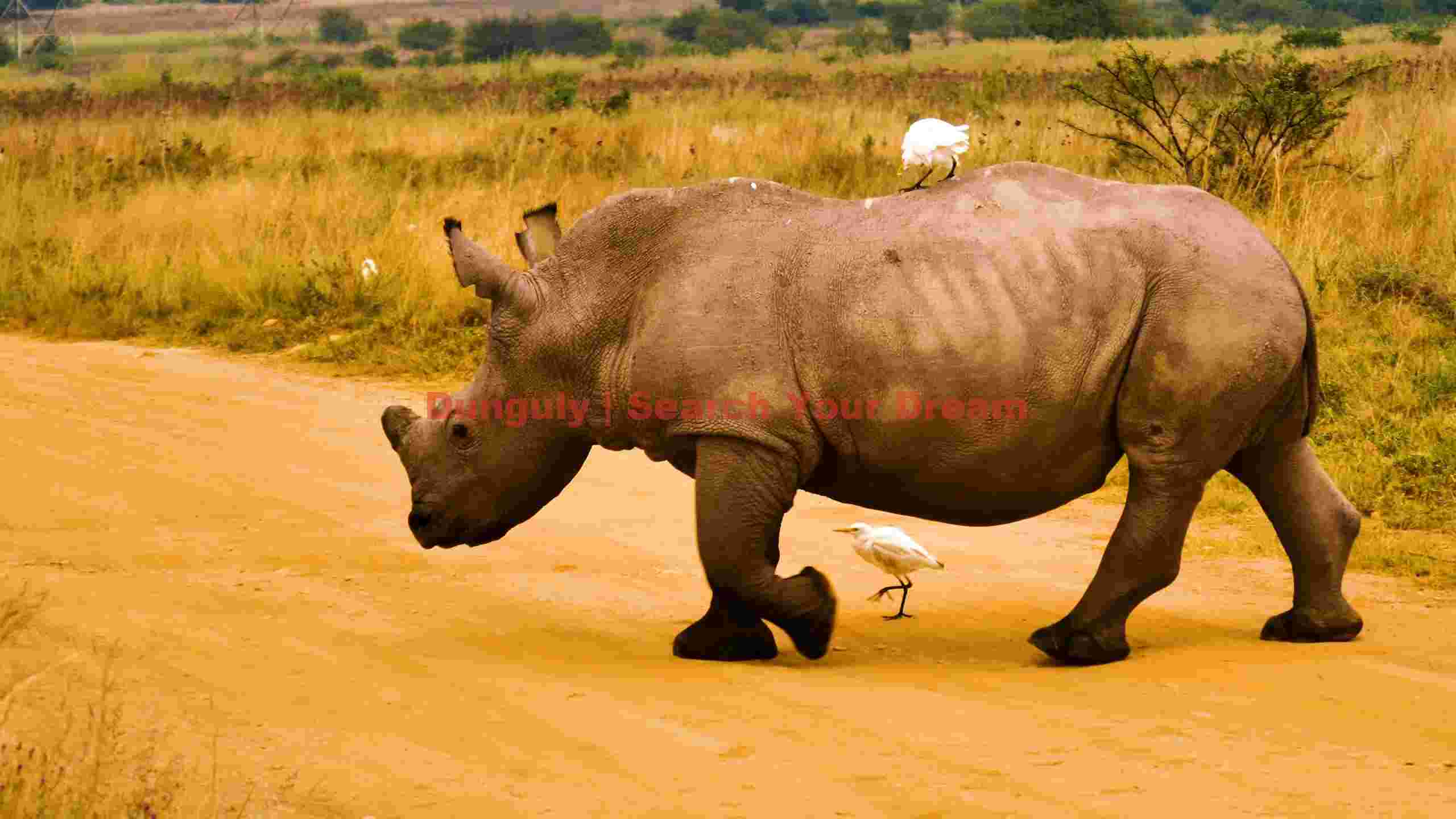 symbiotic stroll rhino and its egret companions symbiotic stroll rhino and its egret companions