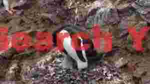 tender moment adylie penguin feeds its chick