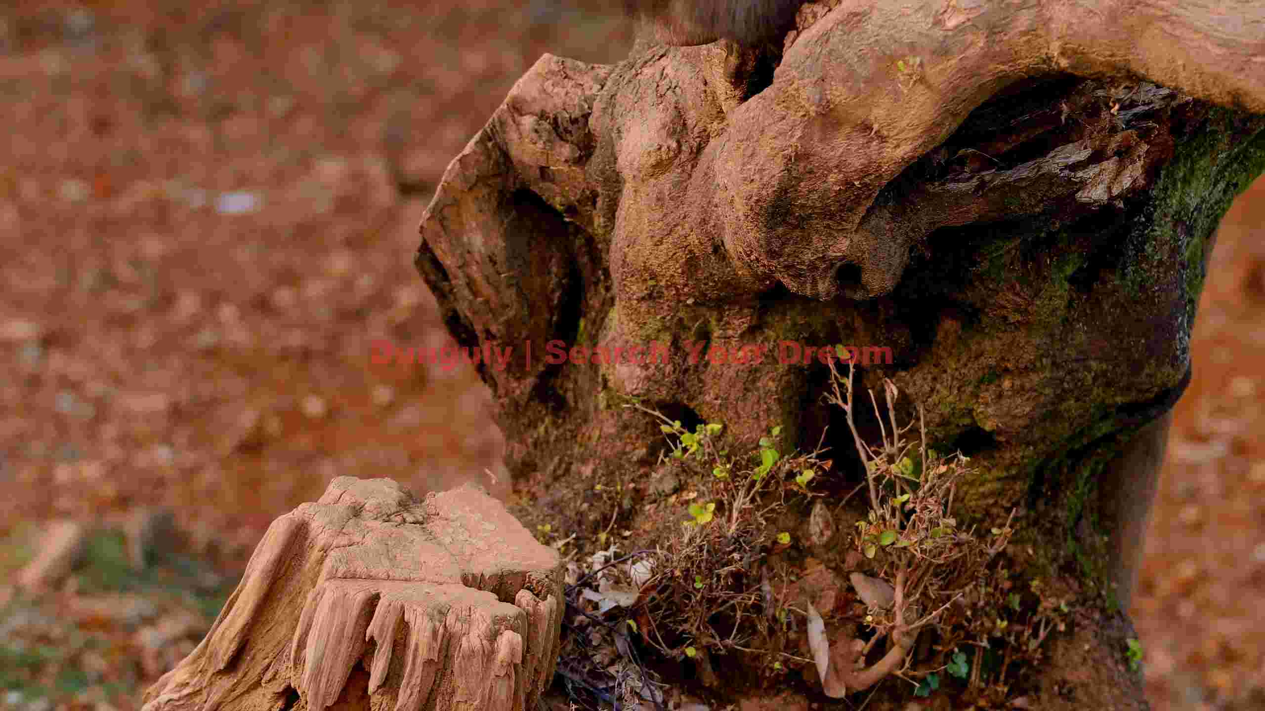 textured forest roots with moss textured forest roots with moss