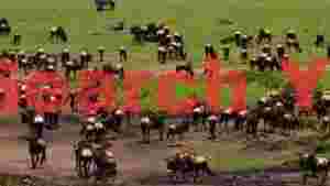 the great migration wildebeest herd on lush plains