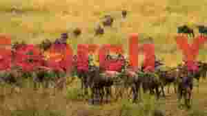 the roaming gnus of the great migration