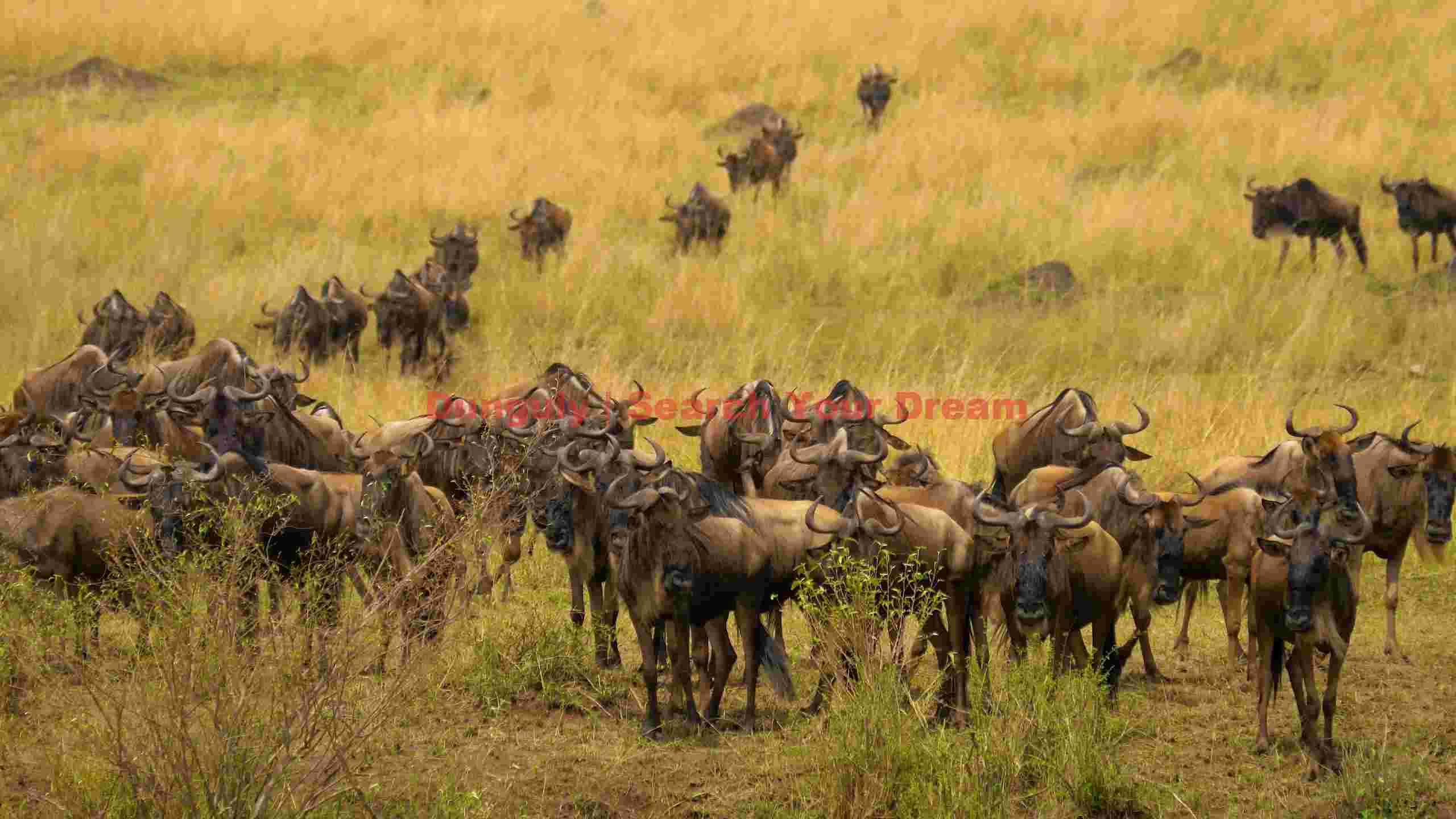 the roaming gnus of the great migration the roaming gnus of the great migration