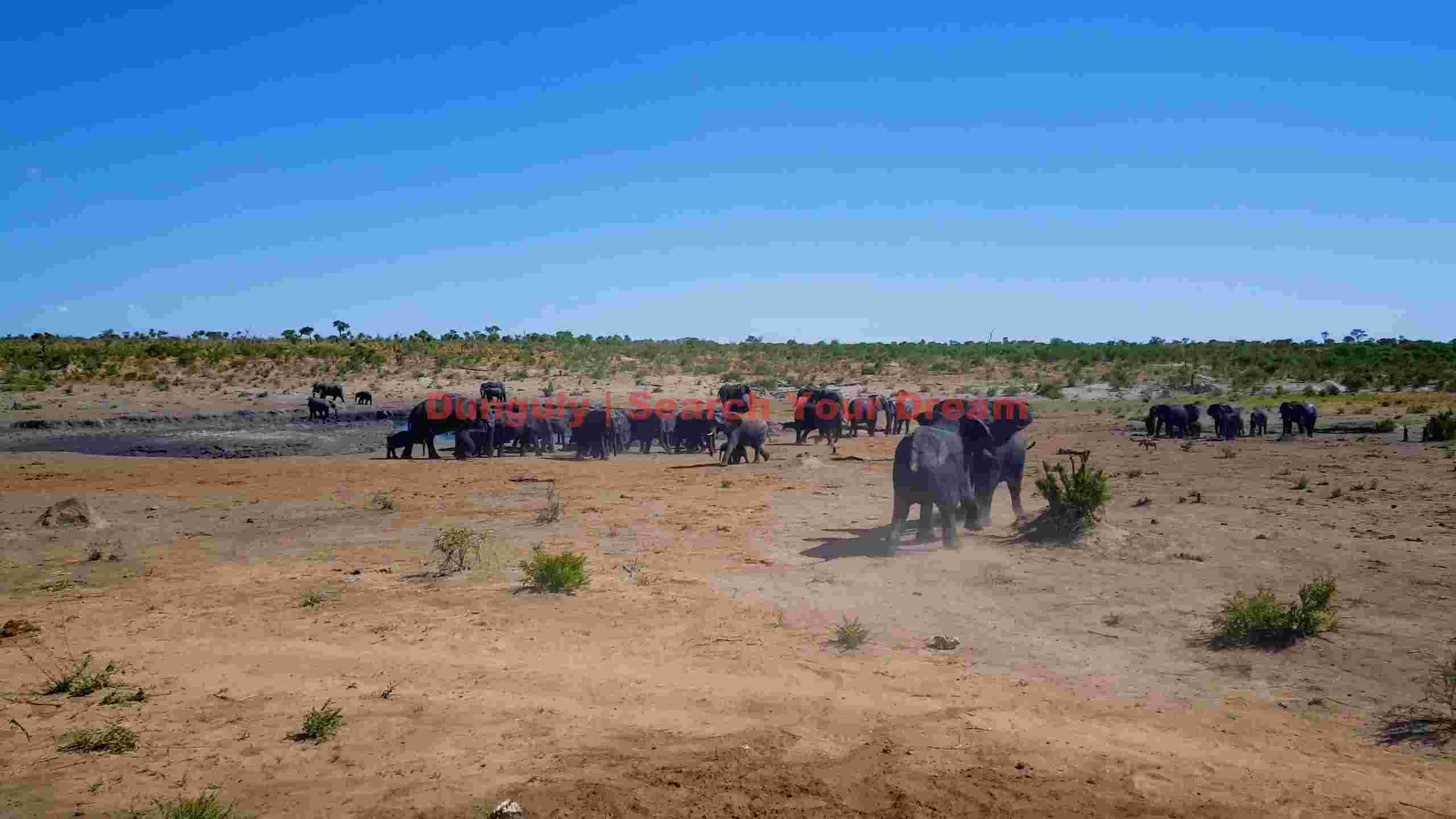 thirsty giants elephant herd at the waterhole thirsty giants elephant herd at the waterhole