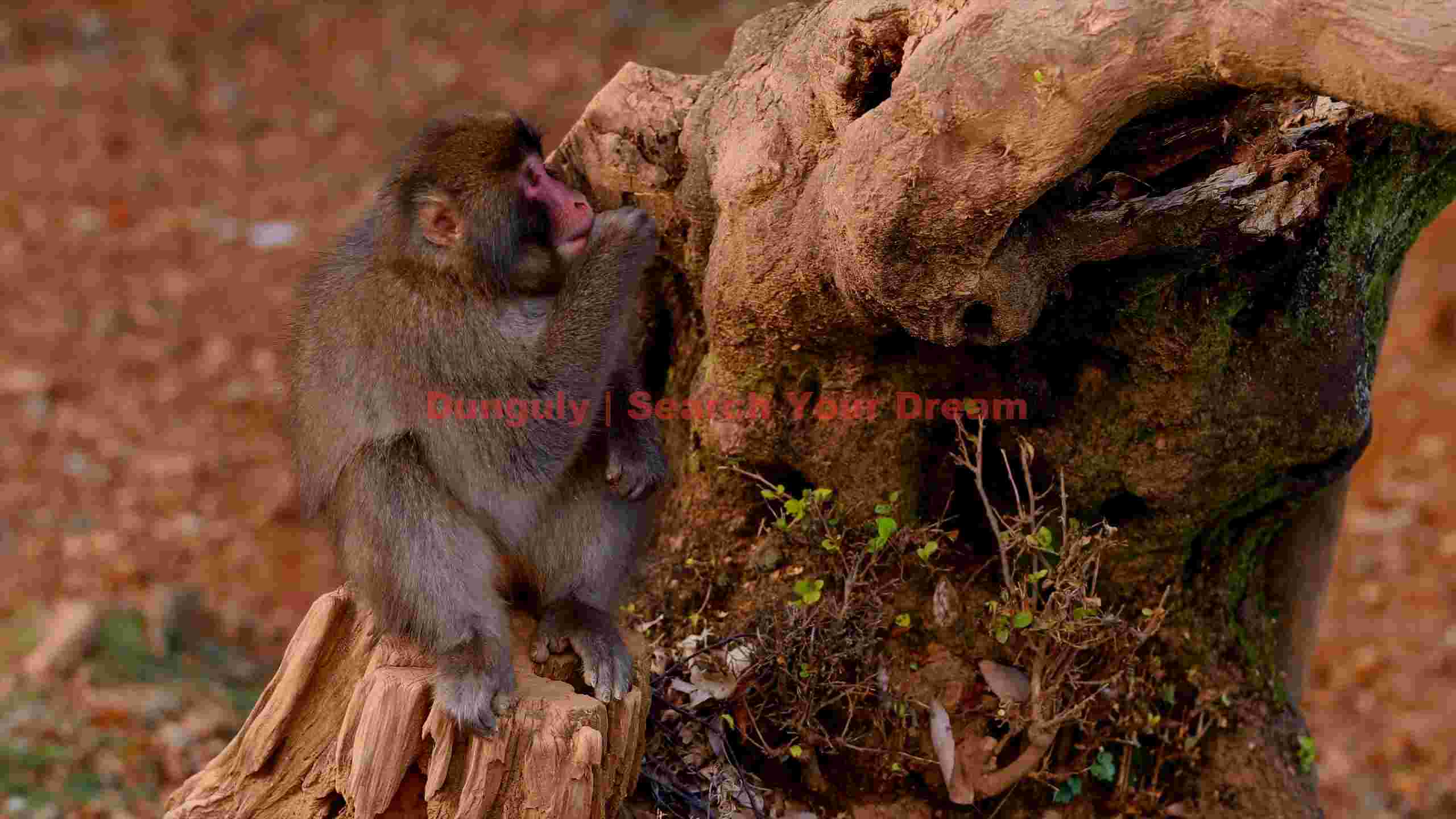 thoughtful japanese macaque on stump thoughtful japanese macaque on stump