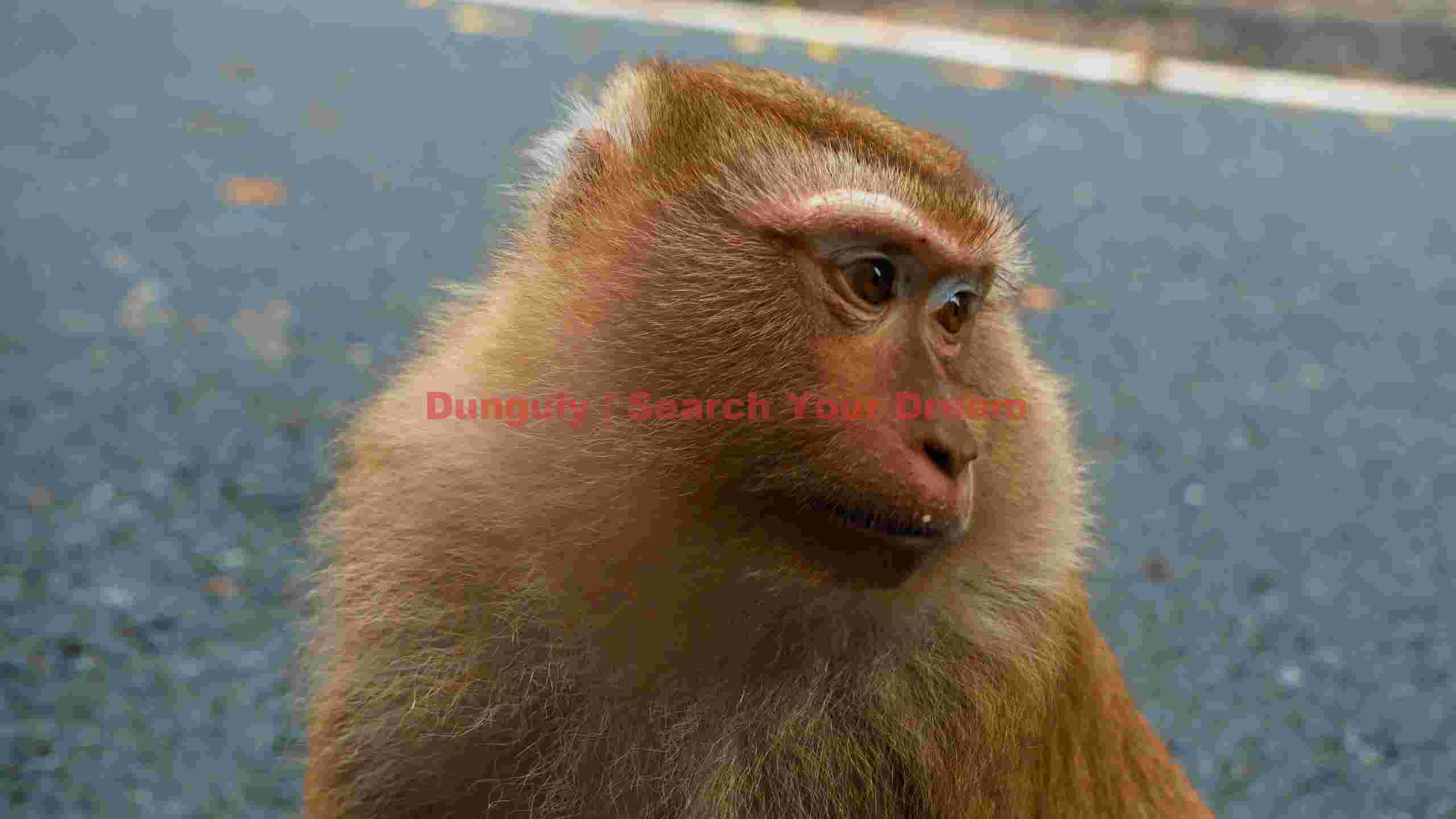 thoughtful monkey gaze thoughtful monkey gaze