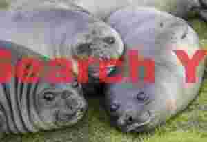 three adorable seal pups resting on green grass