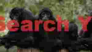 three captivating black spider monkeys