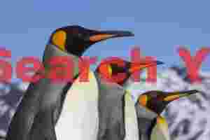 At Home three king penguins in profile against antarctic sky