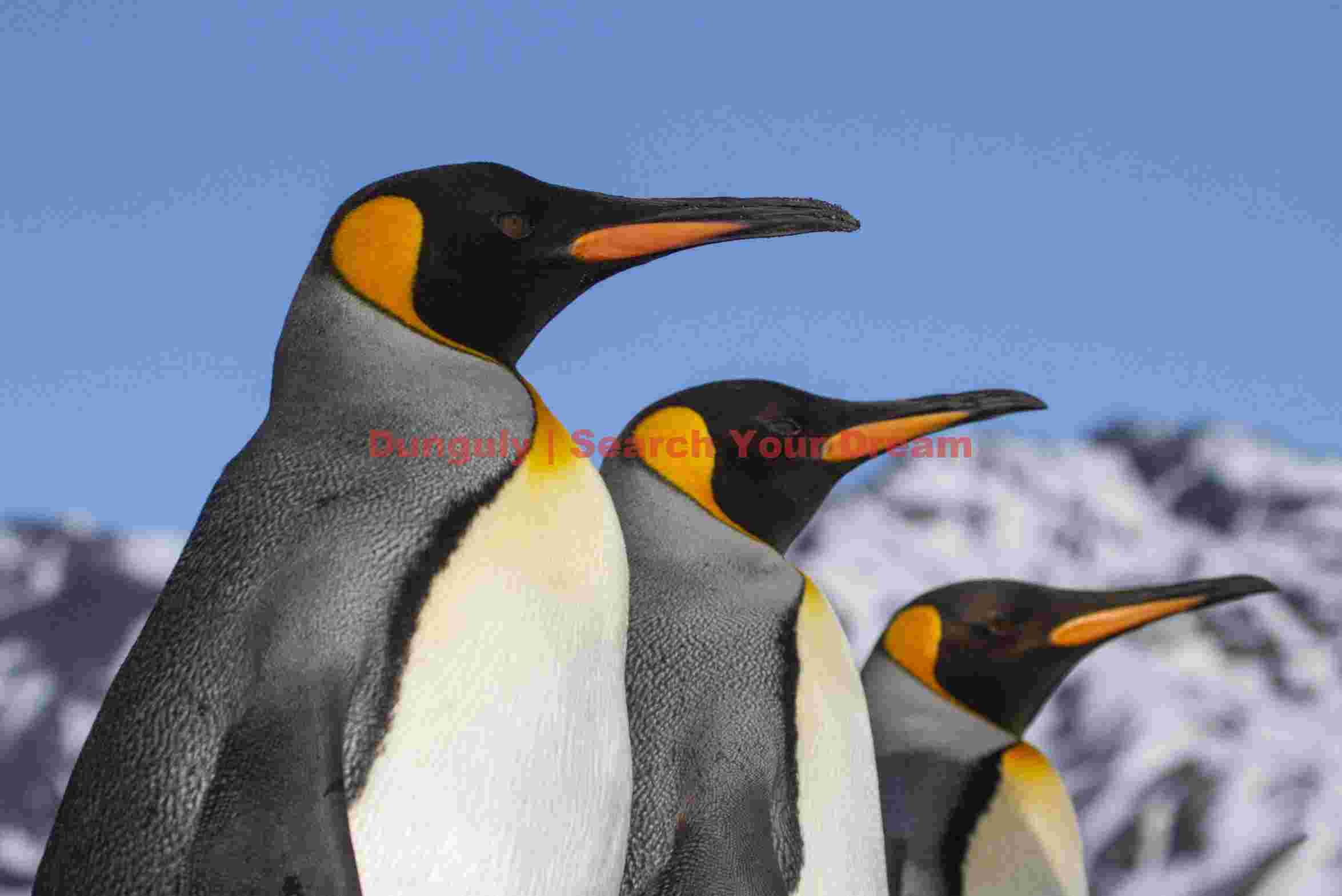 three king penguins in profile against antarctic sky three king penguins in profile against antarctic sky