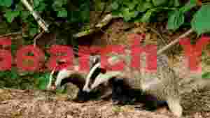 two badgers emerging from forest den