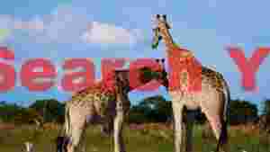 two majestic giraffes in the savanna