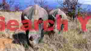 two majestic rhinos in african savanna
