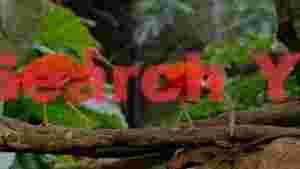 two scarlet ibises perched on branch