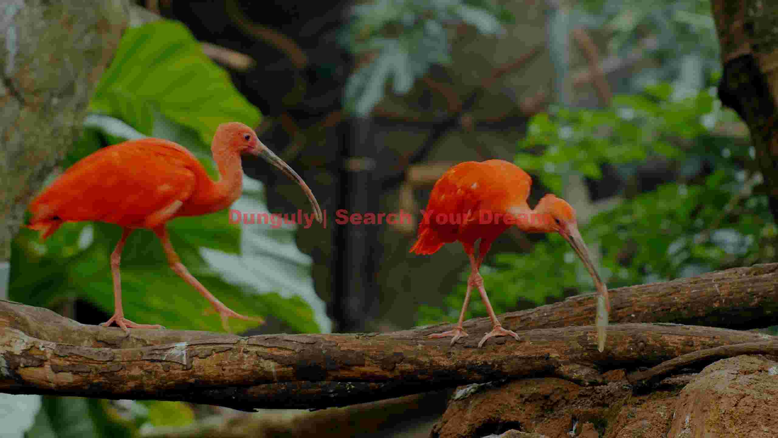 two scarlet ibises perched on branch two scarlet ibises perched on branch