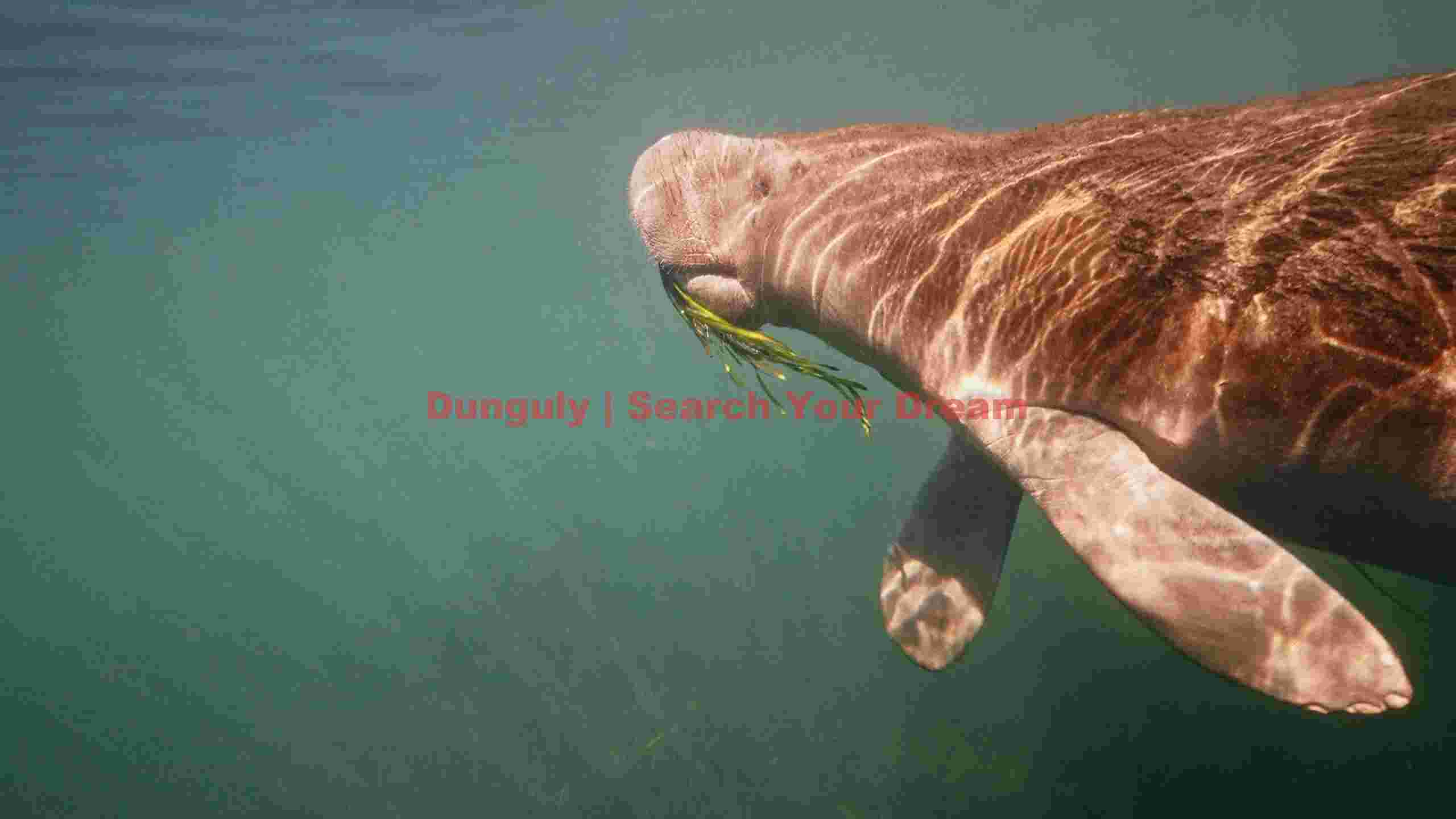 underwater serenity dugong grazing underwater serenity dugong grazing