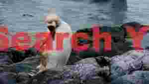 unique leucistic penguin preening on coastal rocks