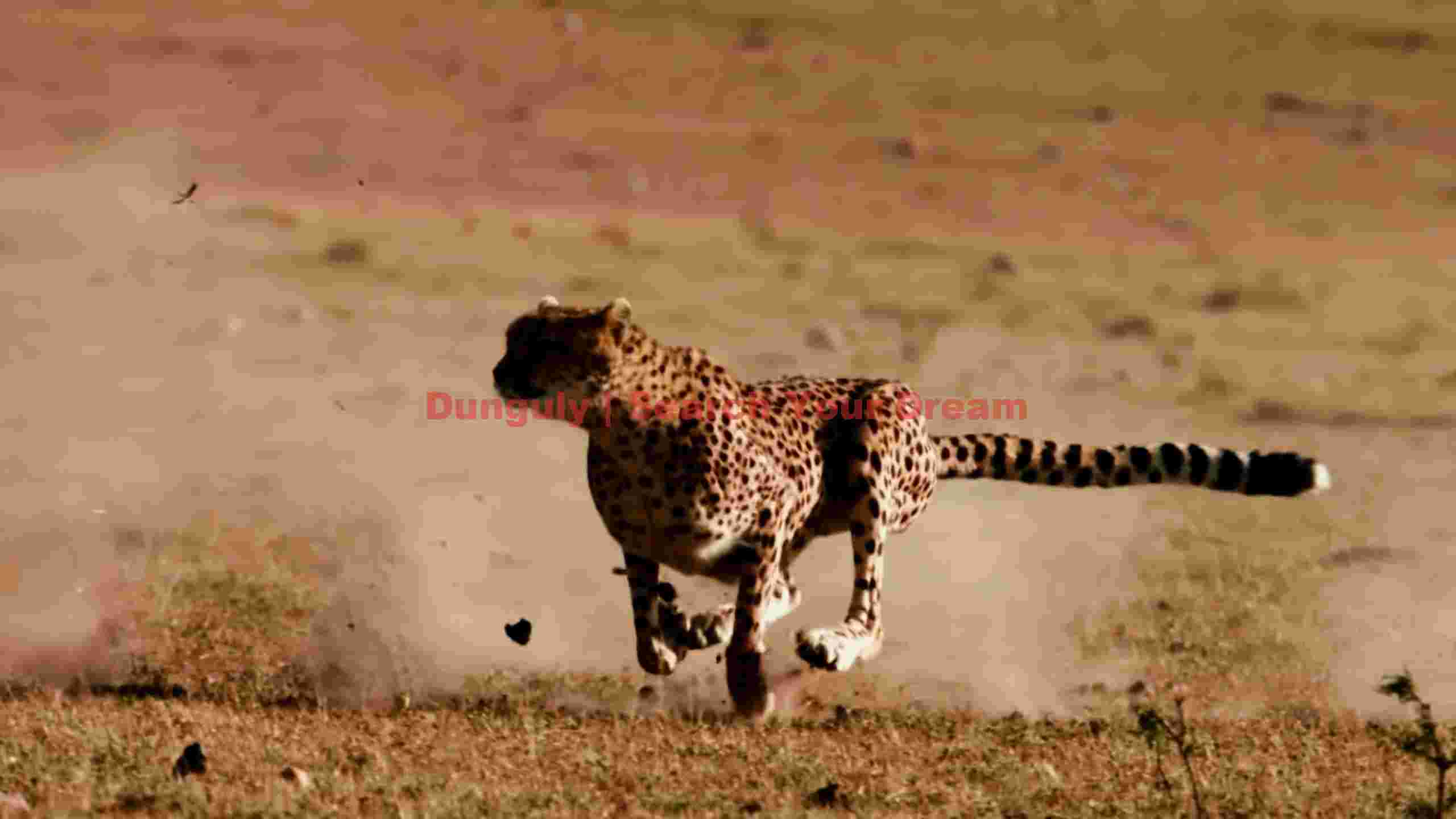 unleashed speed cheetah in full sprint unleashed speed cheetah in full sprint