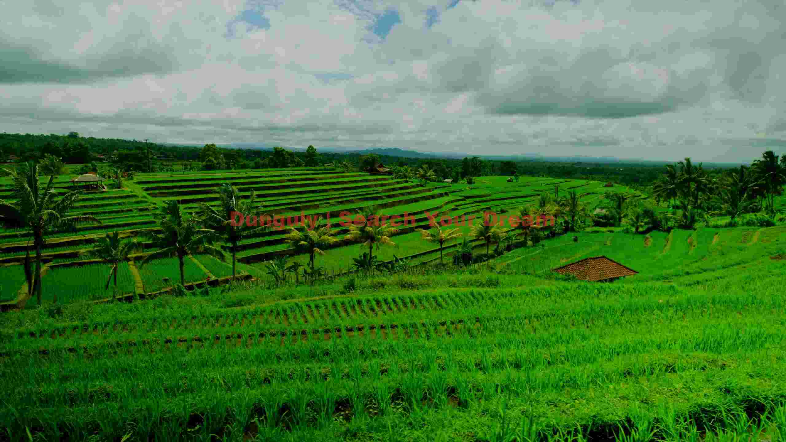 verdant rice terraces with palm trees verdant rice terraces with palm trees