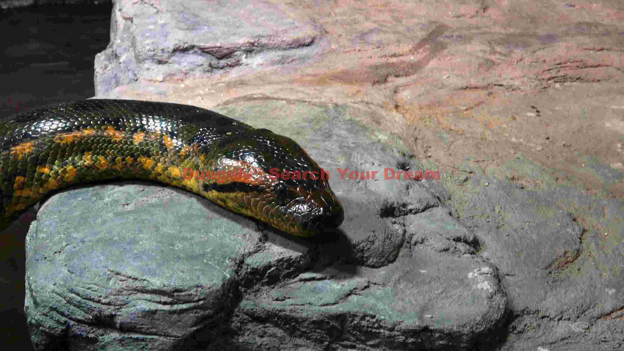 vibrant anaconda snake on textured rocks vibrant anaconda snake on textured rocks