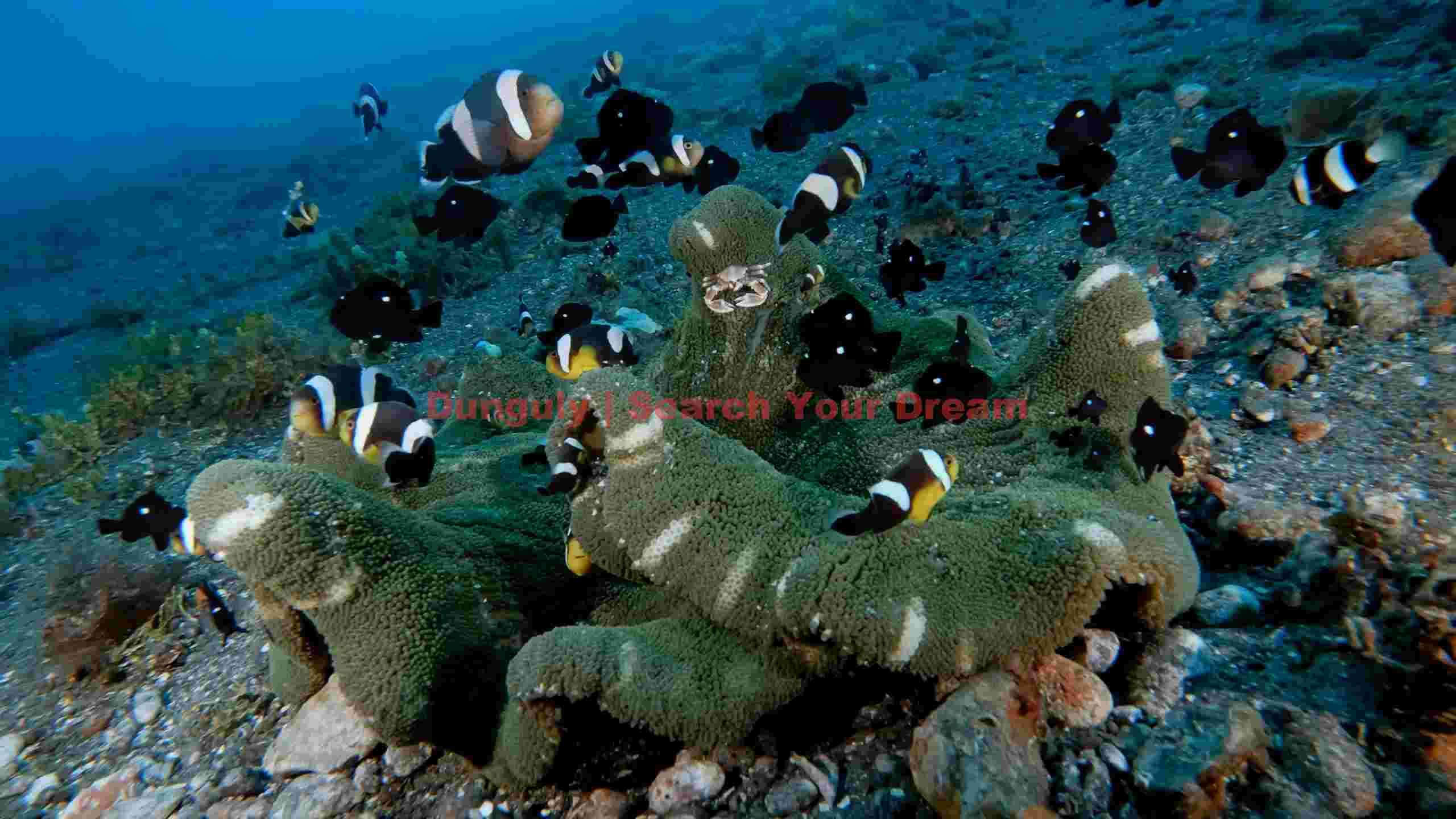 vibrant anemone teeming with diverse clownfish and reef fish vibrant anemone teeming with diverse clownfish and reef fish