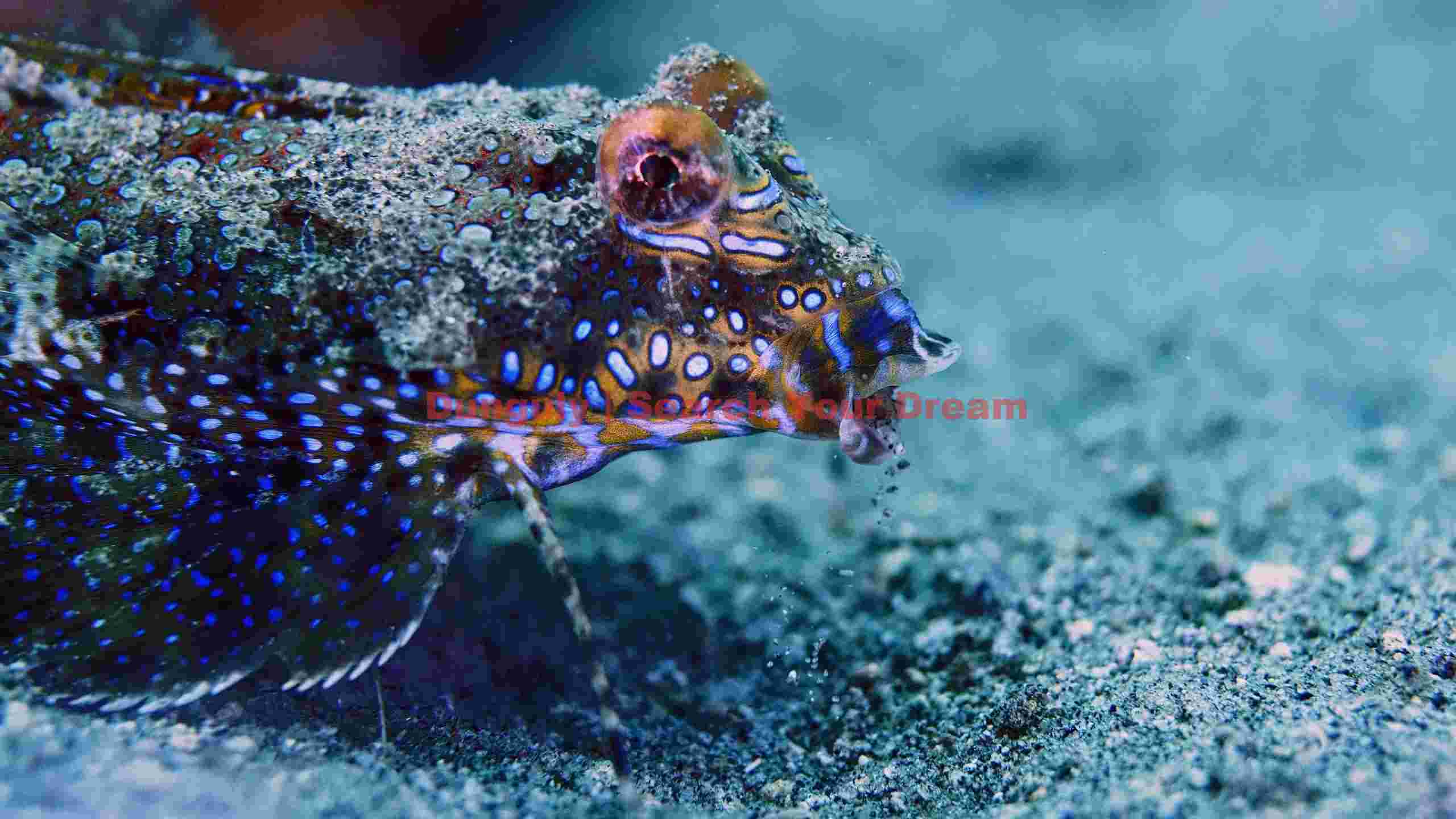vibrant blue spotted dragonet on sandy seabed vibrant blue spotted dragonet on sandy seabed